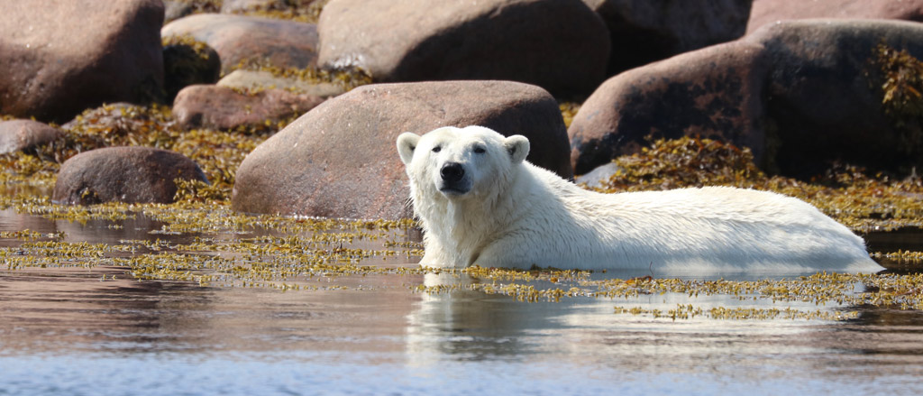 A photo taken in Churchill, Manitoba in the summertime of a polar bear sitting in water. The polar bear is laying down in shallow water near a shoreline with its upper body visible above the water. There are large rocks behind the polar bear who is looking straight at the camera. 