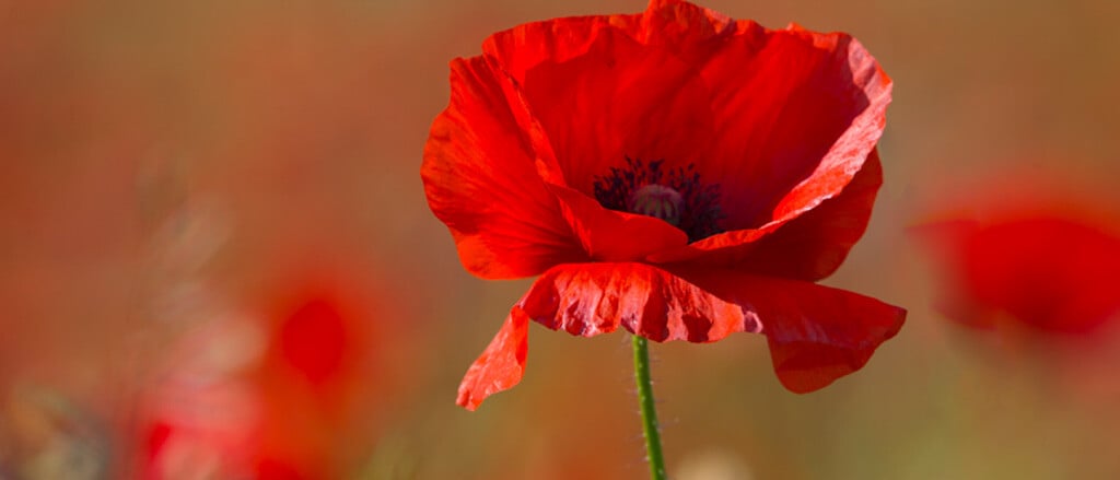 Un coquelicot dans un champ accompagné du texte suivant : « Comprendre la législation canadienne relative aux jours fériés : Le jour du Souvenir ».