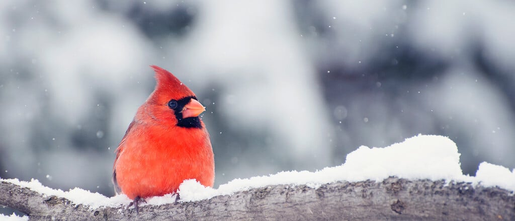 A red bird sitting on a tree branch with snow on it accompanied by text that reads, “Stat holiday info for: Christmas Day & Boxing Day”. 